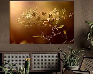 Cow parsley with backlighting