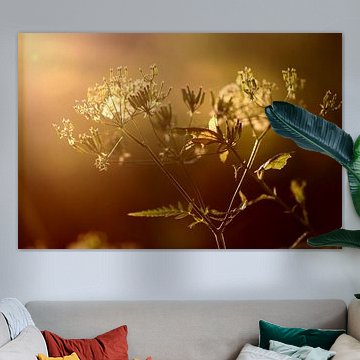 Cow parsley with backlighting