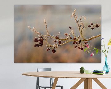 Alder plugs with black ice