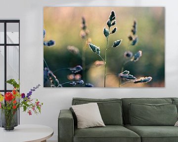 Reed grass in the evening light by Linda de Klein