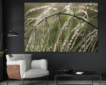 Horse's tail with dewdrops