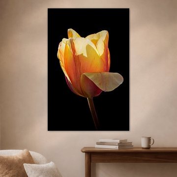 Gele tulp in tegenlicht