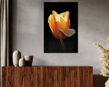 Yellow tulip in backlight