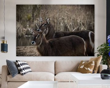 Quiet Devotion sur Fotografie by Jordy