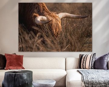 Stilte van de heide – Schotse hooglander in warm avondlicht van LUvM fotografie