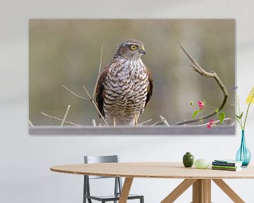 Sperwer van Sabrina de Vries