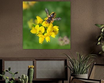 Grote wolbij op rolklaver van Katho Menden