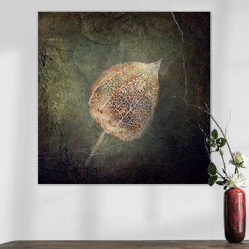 Kwetsbare verwelkte physalis van Dirk Wüstenhagen