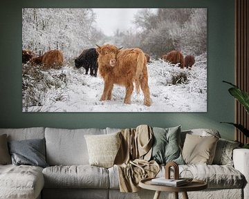 Scottish Highland cattle the other way round...