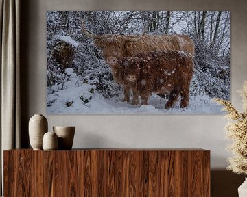 Scottish Highland cow with calf...