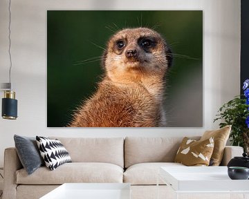 Wachsamer Moment: Erdmännchen in Nahaufnahme