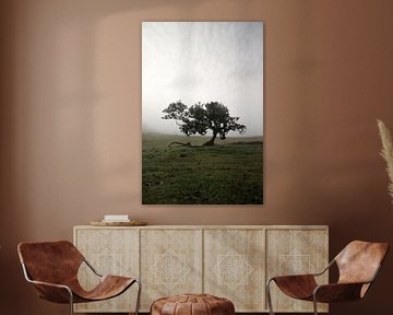 Ochtenden op Madeira