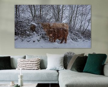 Scottish highlander with calf in the snow...