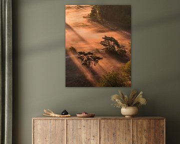 Golden Morning Light on the Bakkeveense Heath by Ewold Kooistra