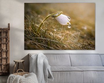 Erstes Schneeglöckchen im Morgenlicht von Christina Bauer Photos