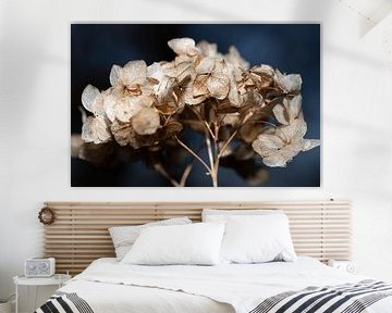 Nahaufnahme einer trockenen Blüte der Hortensie von Ulrike Leone