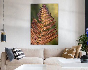 fougère brune en automne sur Ulrike Leone