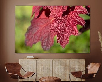 Feuilles rouges en automne sur Ulrike Leone