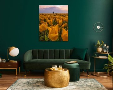 Goldene Tulpen bei Sonnenaufgang von Ewold Kooistra