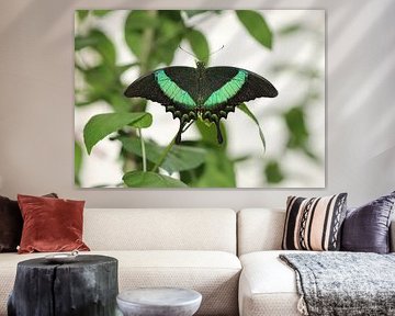 Grüngestreifter Schwalbenschwanz