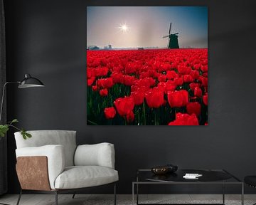 Moulins avec contre-jour, soleil et champ de tulipes rouges