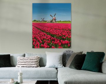 Les moulins à vent De Doesmolen et De Kalkmolen, champ de tulipes rouges