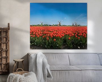 Les moulins du Zaanse Schans, champ de tulipes rouges