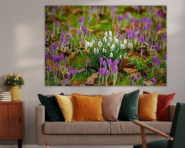 Snowdrops and crocuses by Frans Blok - photos, art and other wall decoration