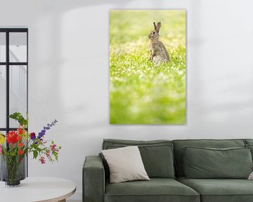 Rabbit in a flower field by Friso Schinkel
