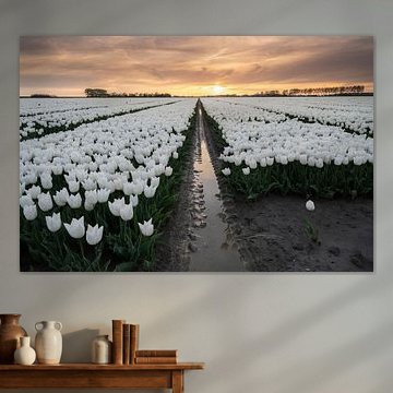 Tulip fields at sunset