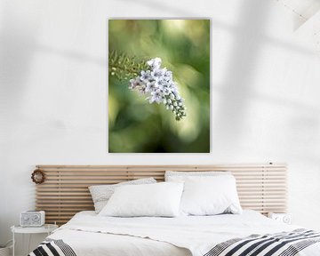 Schnee-Felberich Lysimachia clethroides