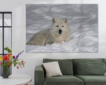 Loup Arctique au Repos van Renald Bourque