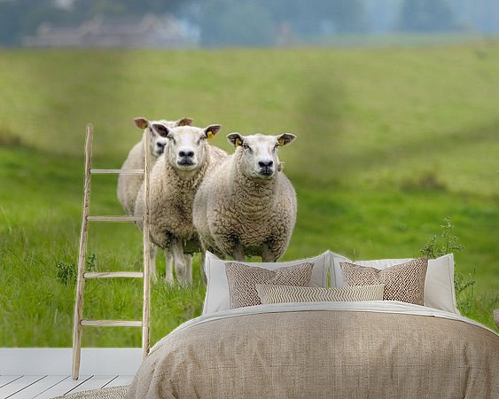 Aperçu de la chambre