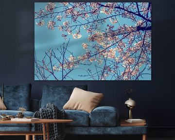 Kirschblüte im April