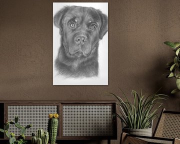 Rottweiler-reu met gefocuste blik