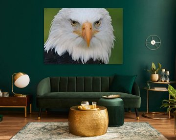 American Bald Eagle Portrait by Ger Bosma