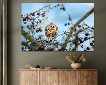 Fieldfare on a crab apple tree