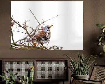 Fieldfare on a crab apple tree