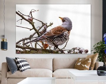 Fieldfare on a crab apple tree