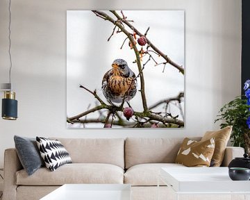 Fieldfare on a crab apple tree