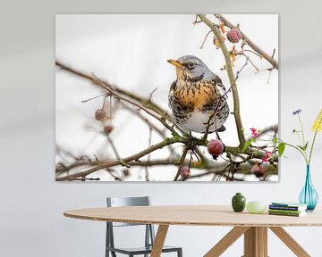 Fieldfare on a crab apple tree