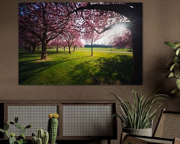 Lentelicht onder bloesembomen van Johan Savelkoul