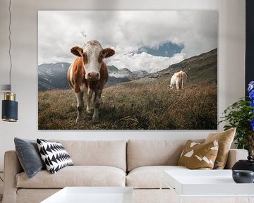 Kuh in den österreichischen Alpen von Laura Dijkslag
