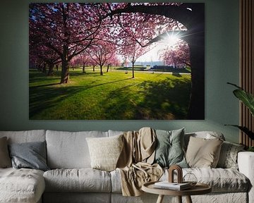 Blossoms by the old swimming pool – Sittard City Park by Johan Savelkoul