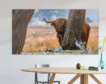 Scottish Highland cattle 23 by Jan Peter Nagel