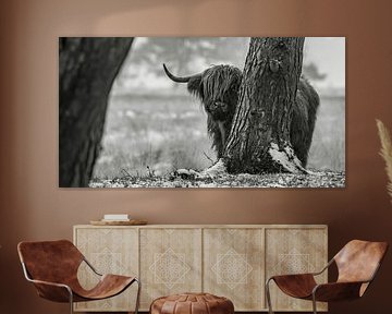 Scottish Highland cattle 24 by Jan Peter Nagel