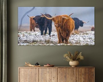 Scottish Highland cattle 25 by Jan Peter Nagel