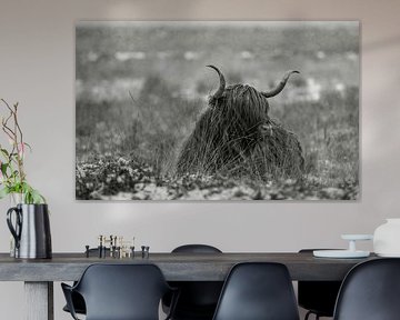 Scottish Highland cattle 28 by Jan Peter Nagel
