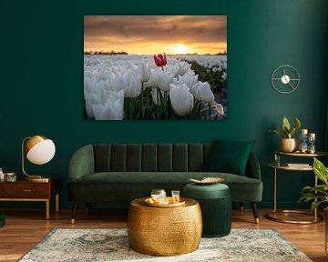 Sunset over the tulips by Raoul Baart