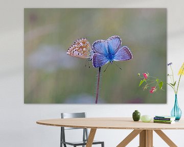 Silbergrüne Bläulinge, Polyommatus coridon